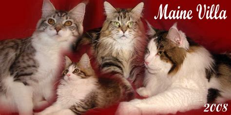 Maine villa cattery. Things To Know About Maine villa cattery. 
